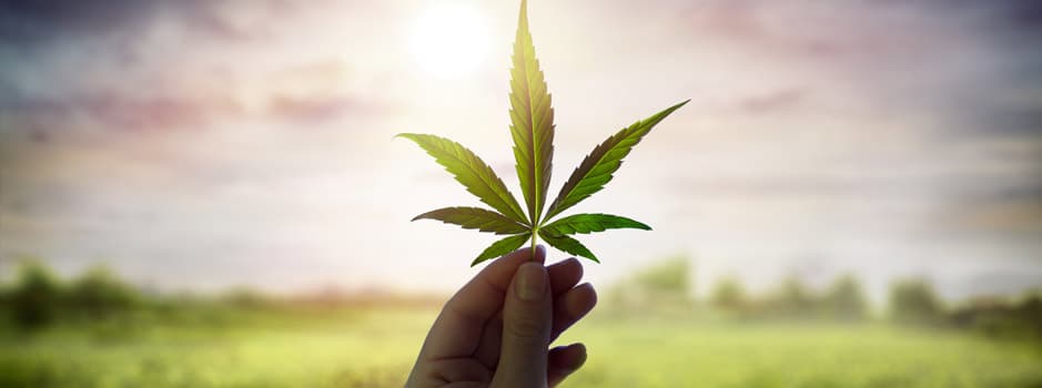 USA Cannabis Industry and Hazards