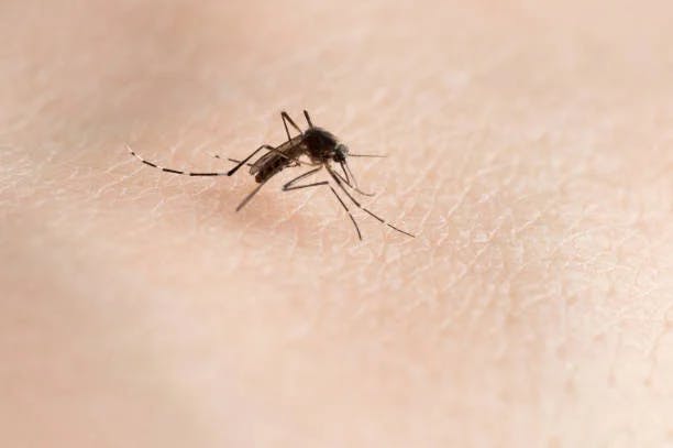 Mosquito, Tick, and Vector-Borne Illnesses
