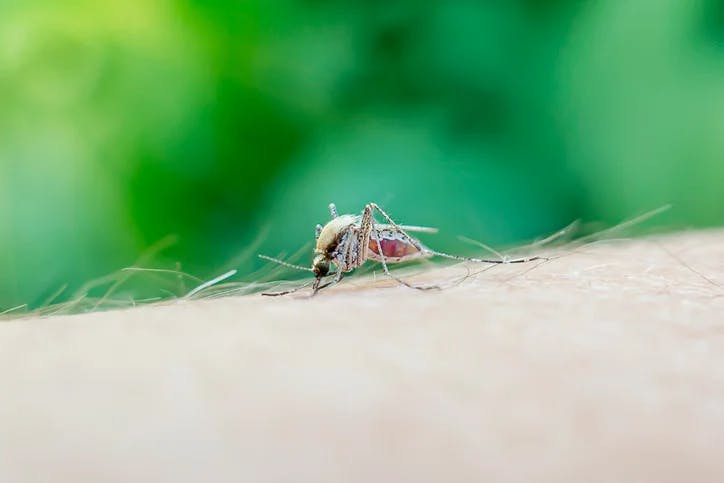 Spanish - Mosquito, Tick, and Vector-Borne Illnesses